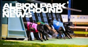 Albion Park greyhound news