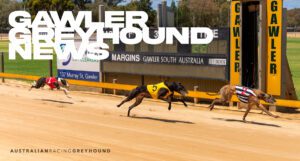Gawler Greyhound Tracks Cancels Sunday Racing Due To Heat