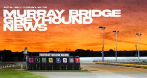 Murray Bridge Greyhound News