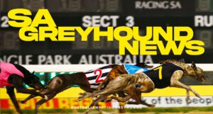 South Australia Greyhound News