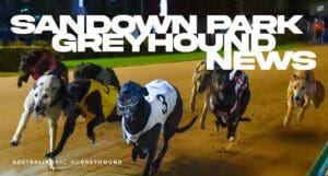 Sandown Park Greyhound News