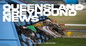 Queensland Greyhound News