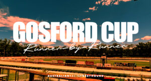 Gosford Gold Cup greyhound tips