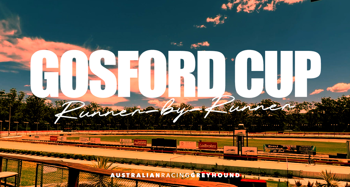 Gosford Gold Cup greyhound tips